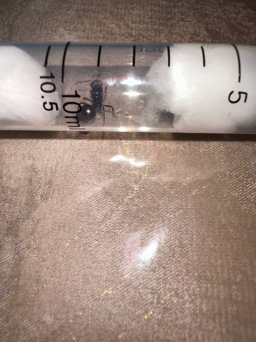 Messor сf structur очень дёшево