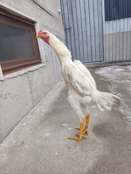 Продам бойцового петуха (Шамо)