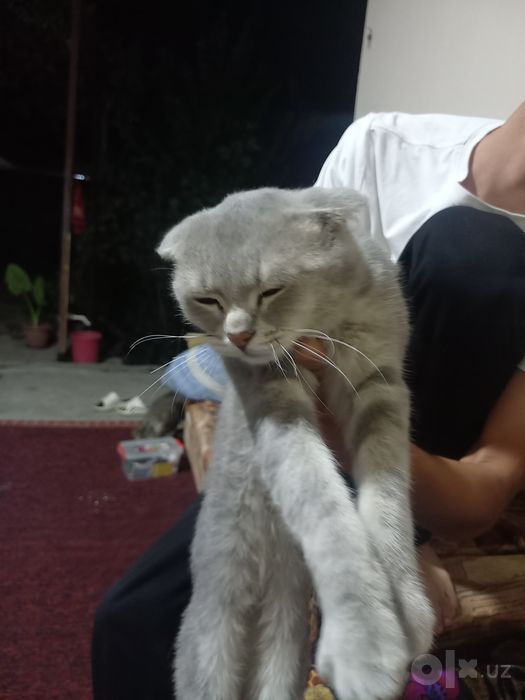 Кошка домашня. Скотиш