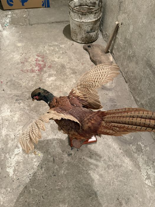 Продавам препариран фазан