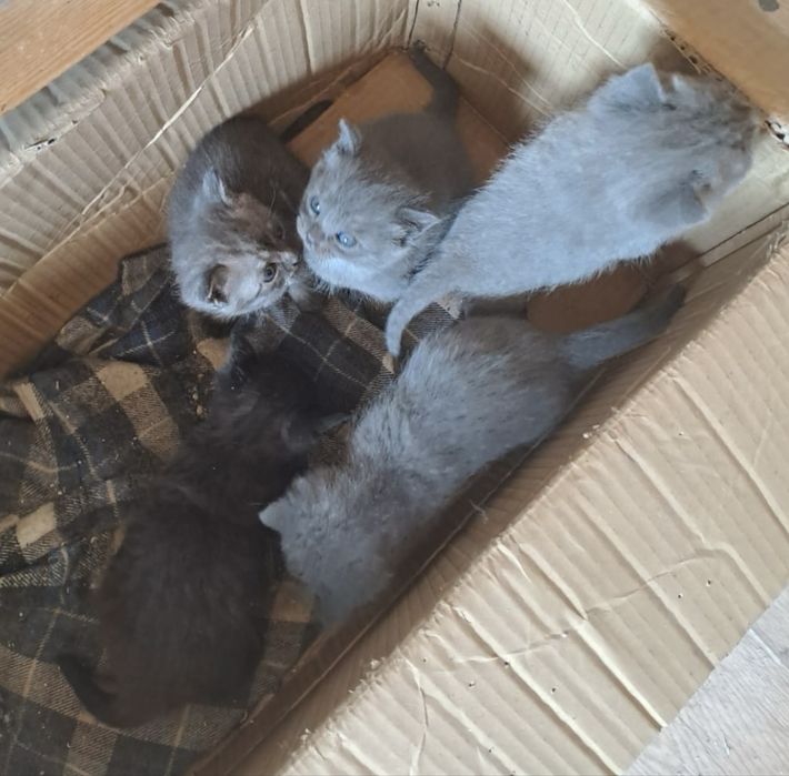 Отдам даром котят