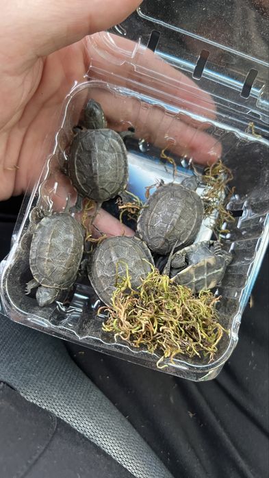 Продам черепаху