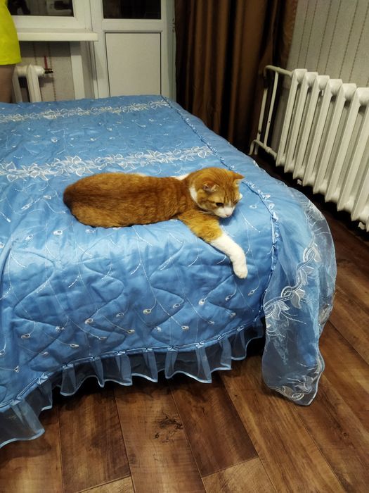 Отдам даром кота