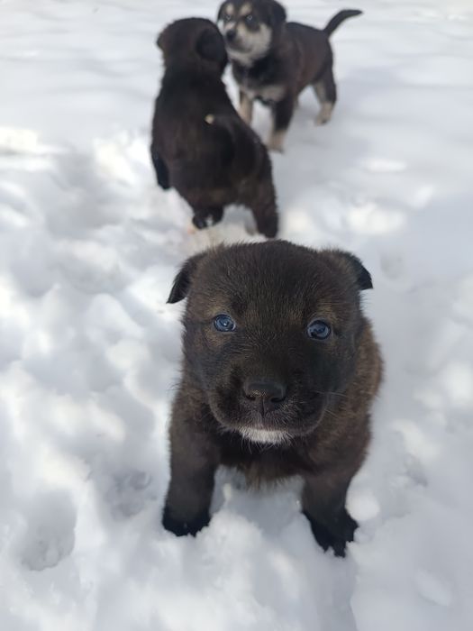 Подарявам кученца