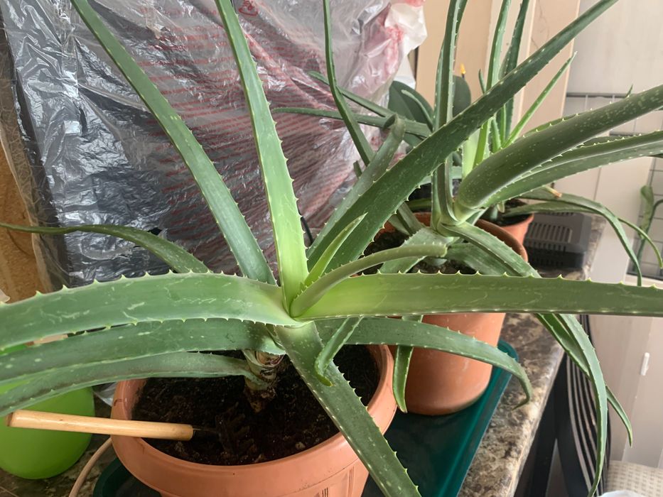 Растения алое вера алоэ