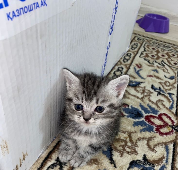 Котёнок девочка шотландский прямоухо
