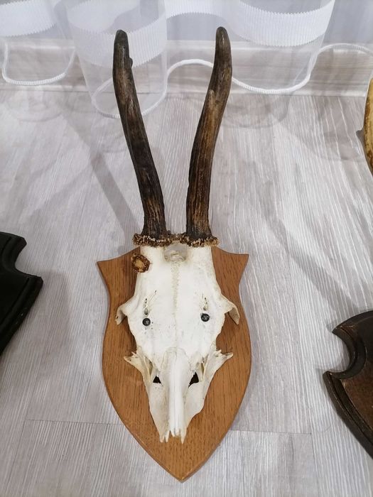 Еленови трофейчета