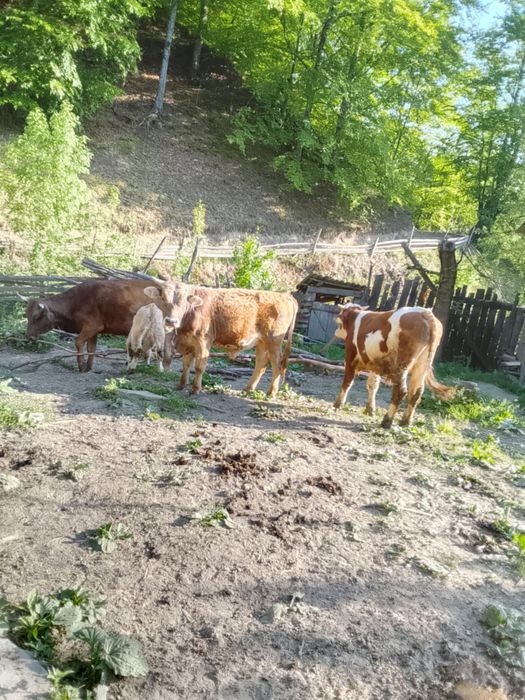 Vaca si vitei de vanzare