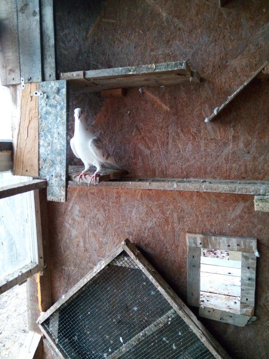 Desfintez crescătorie de porumbei