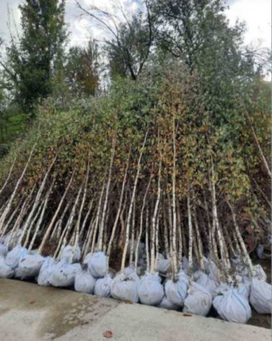 Pepeniera plante ornamentale