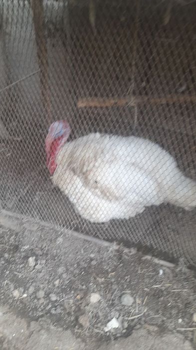 Kurka tezda sotiladi