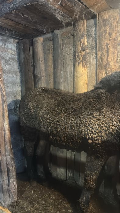 Продам тай с откорма