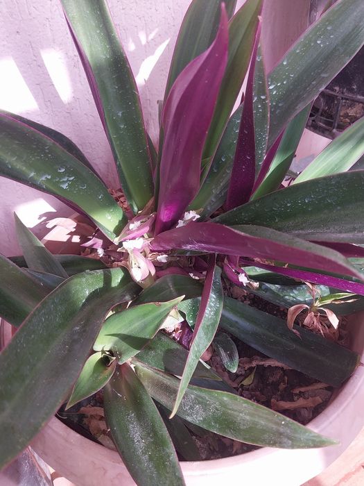 Комнатные цветы в горшках