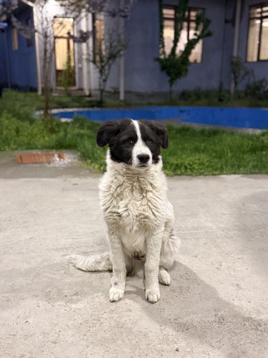 Преданный щенок ждёт своего хозяина! Заберите друга домой