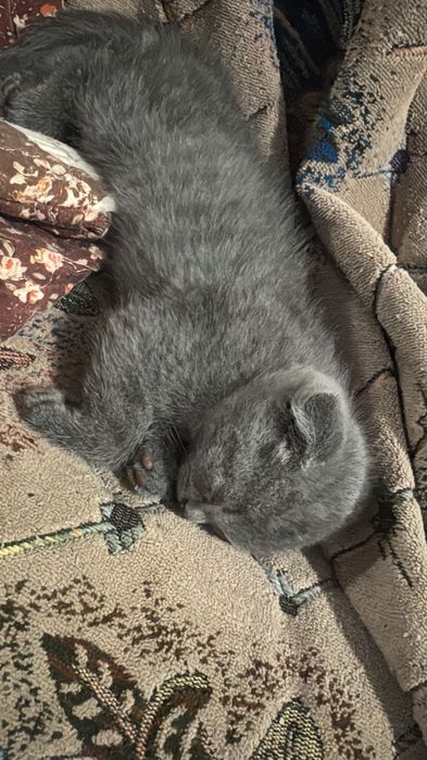 Продаются котята в хорошие руки