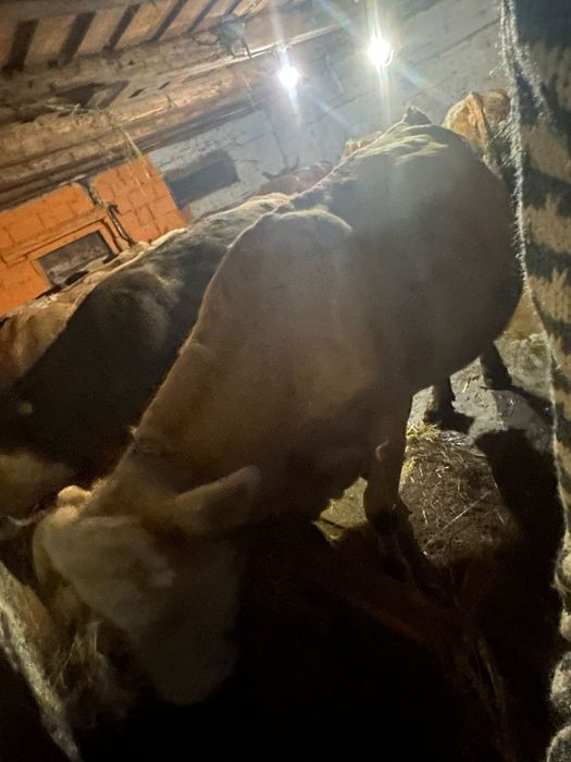 De vânzare vacă gestantă