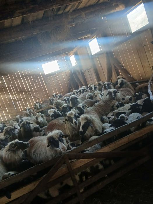 Vând oi com Rebrișoara sat Gersa I