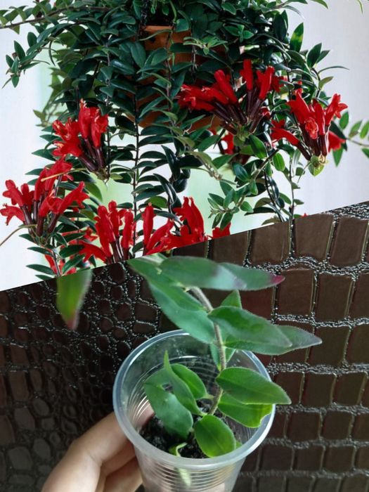 Эсхинантус королевская пеларгония.