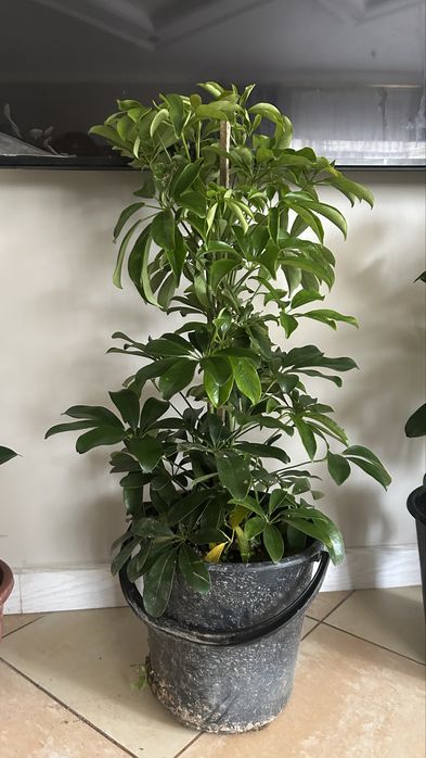 Продам комнатные цветы