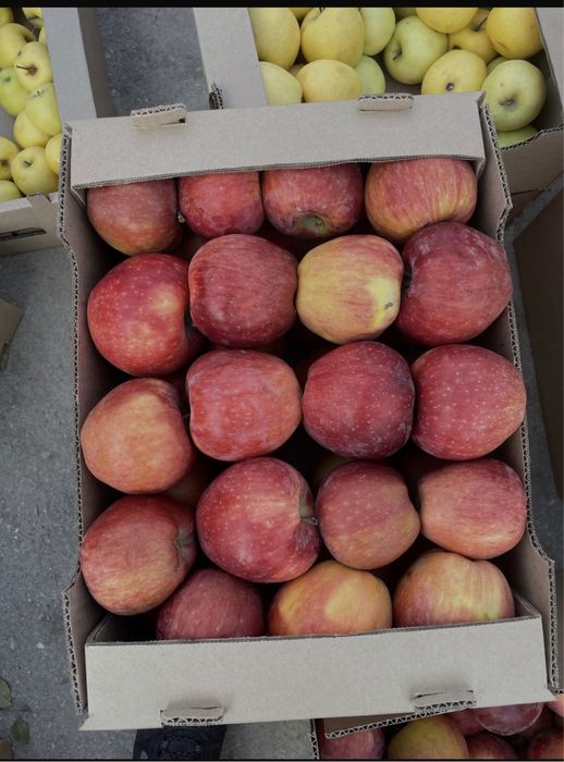 АЛМА, Оптом, ЯБЛОКИ, Тараз