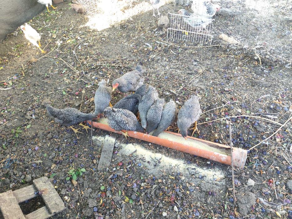 Vând pui de găină rasa Plymouth Rock Barat