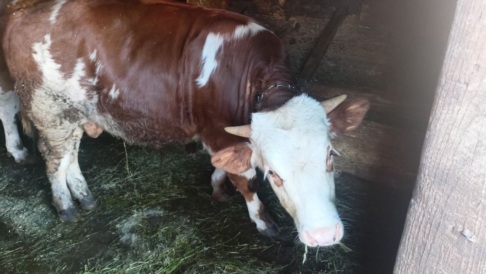 Vând vițel de 7 luni