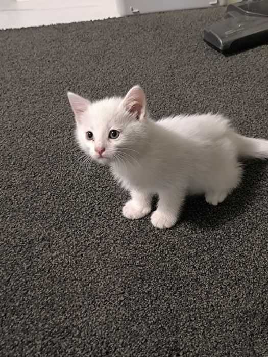 Отдам котенка в добрые руки