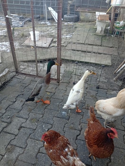 Rate indiene pereche tânara