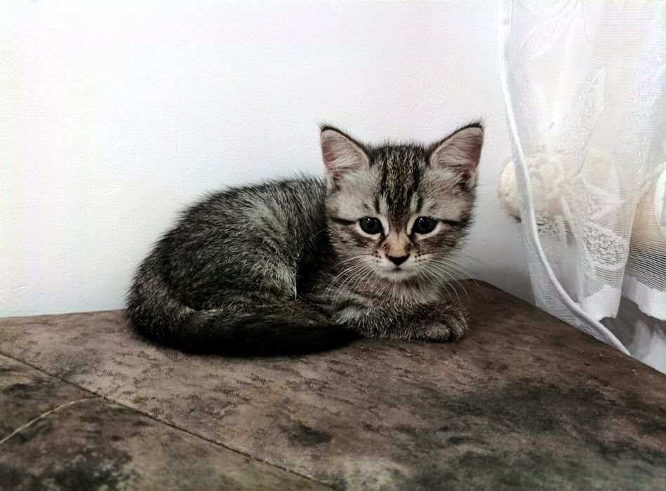 Животные кошечка