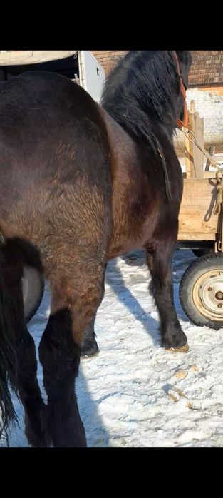 Manza 2ani vând 160 înălțime