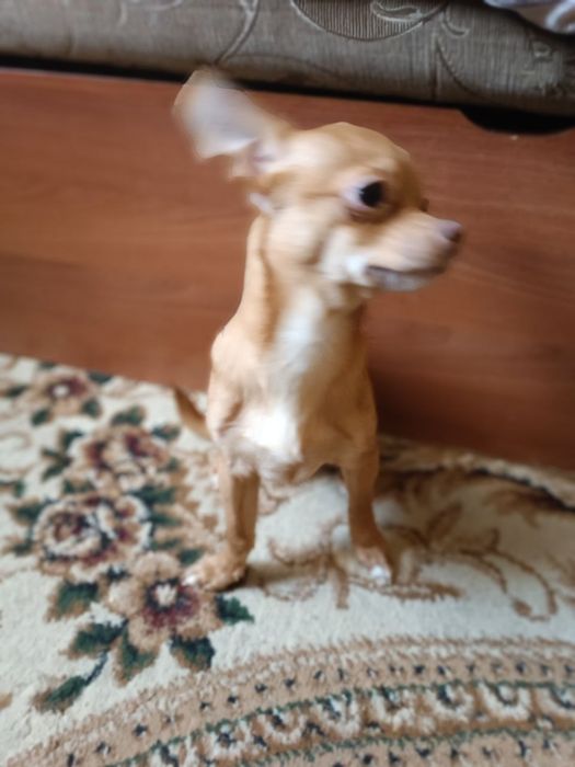 Ждём невесту Порода Чихвахва