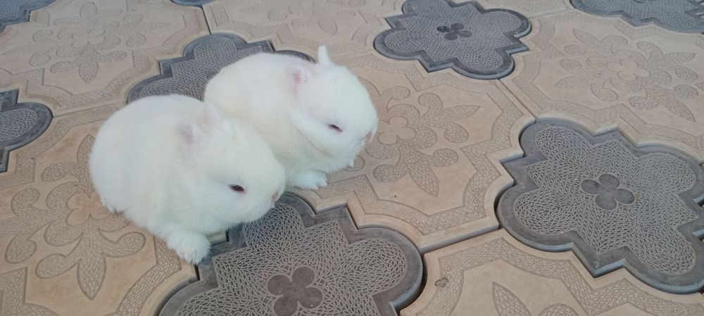 Germilin kalta quloq karlik bolalari