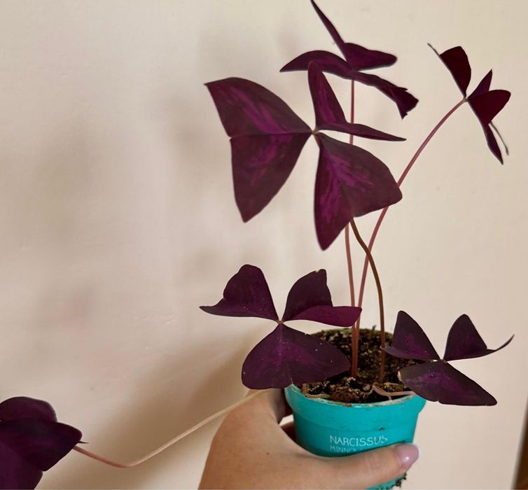 Цветы комнатные, в горшках, в ассортименте