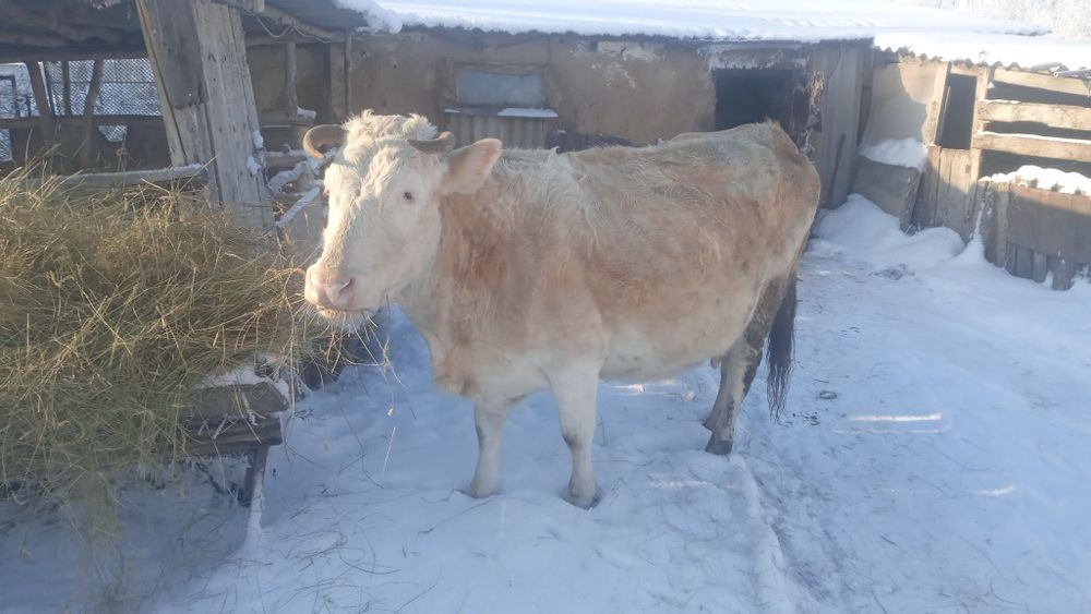 Продам корову 8 лет