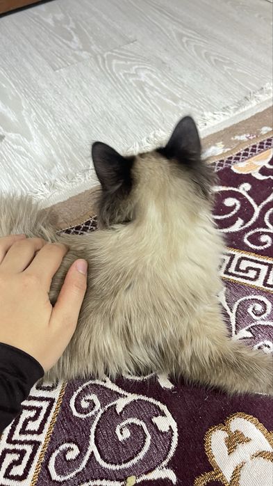 Мысық тегін беремін