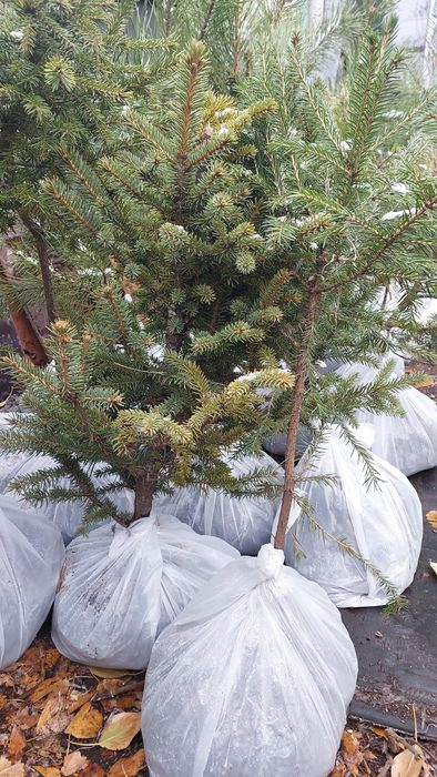 Продам саженцы сосна,ель,пихта,сирень