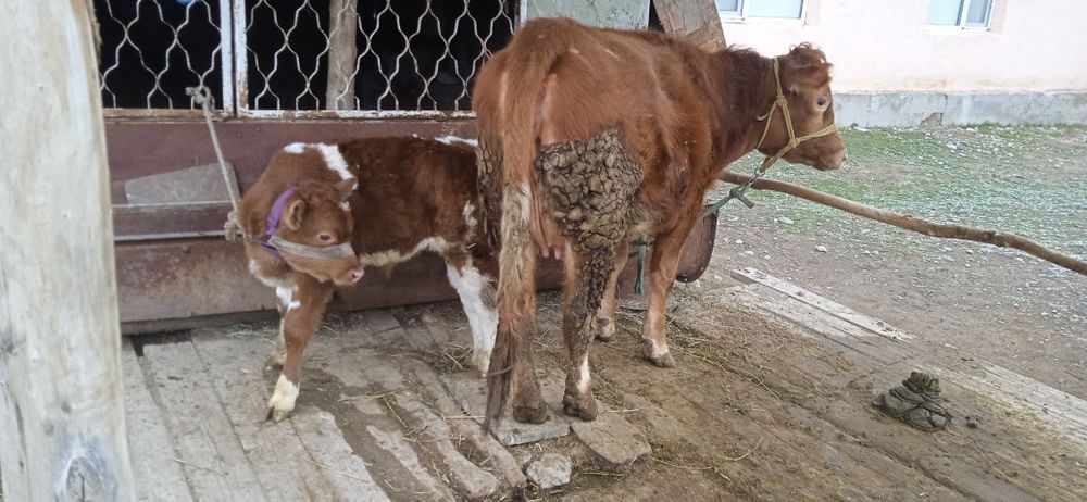 Бузаулы Тана сатылады.
