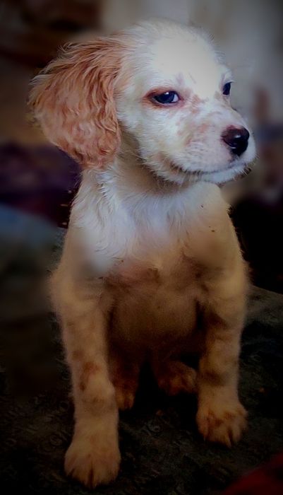 Щенки английского сеттера