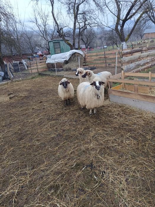 Oi frumoase de vânzare