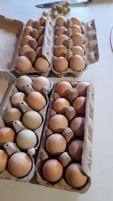 Vhnd oua de auroslop