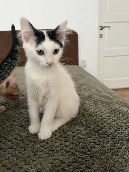 Adoptie pui pisica 2 luni