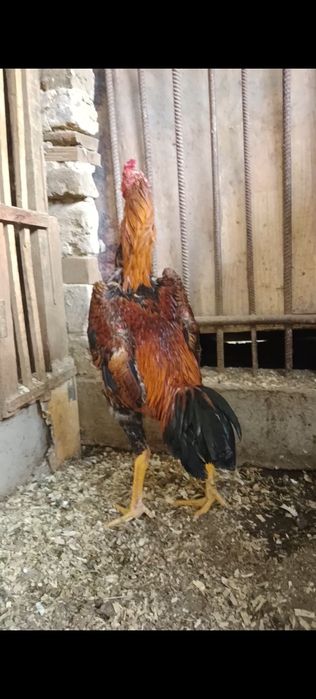 Дакан петух апрельский