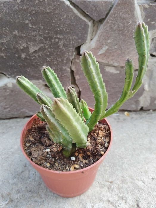 Эхеверии и прочие суккуленты