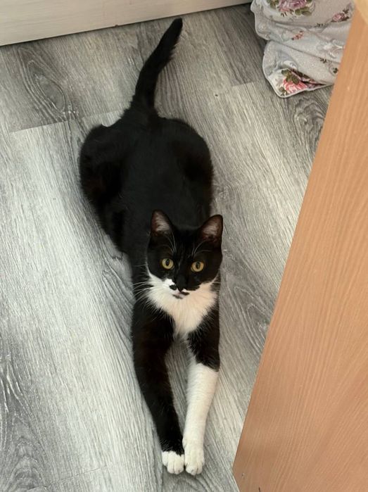 Отдадим кота в хорошие ручки