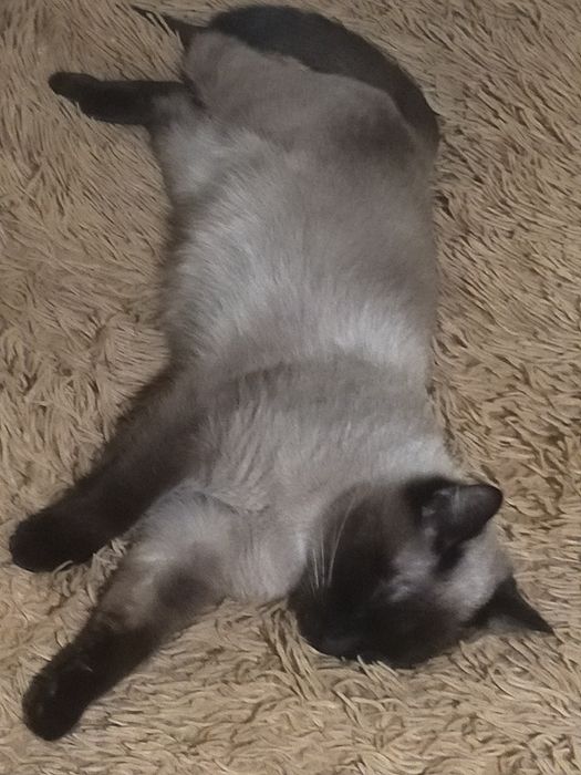 Пропала сиамская кошка девочка