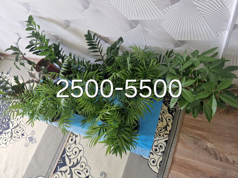 Домашние цветы разные