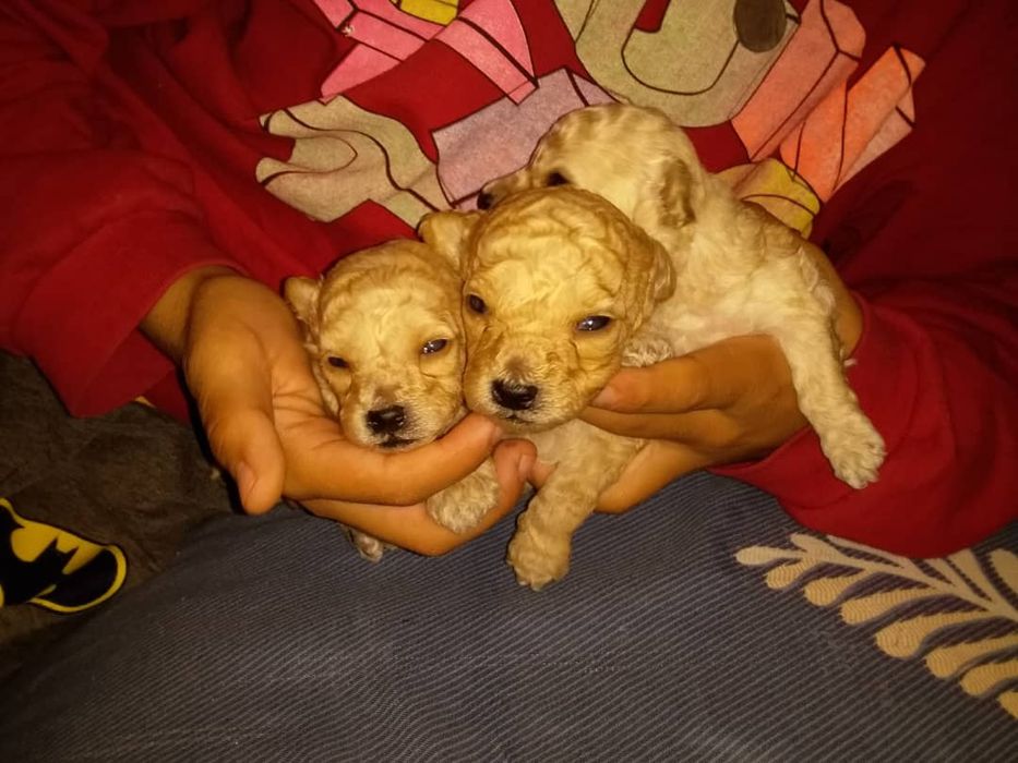 Продается собачки той пудель