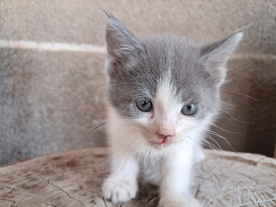 Отдам 4 котят в хорошие руки