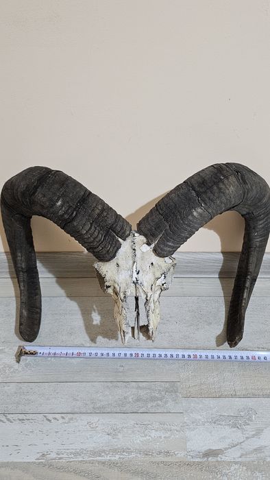 Ловен трофей муфлон – череп с масивни рога