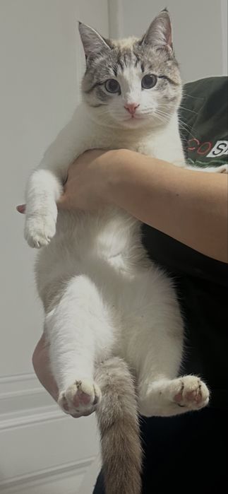 Отдам кота в добрые руки